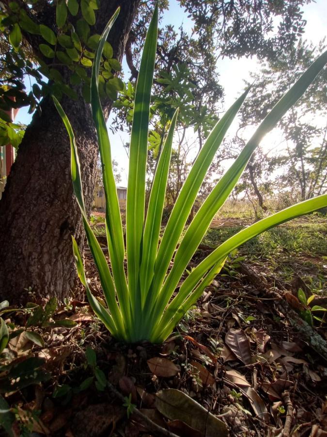 Chale Aconchegante, Pertinho Da Cidade E Conectada A Natureza Бразилиа Экстерьер фото