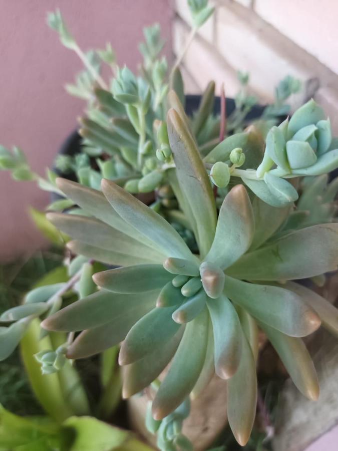 Chale Aconchegante, Pertinho Da Cidade E Conectada A Natureza Бразилиа Экстерьер фото
